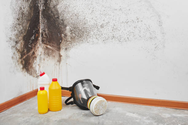 Best Best Mold Removal Companies  in Mercer, PA
