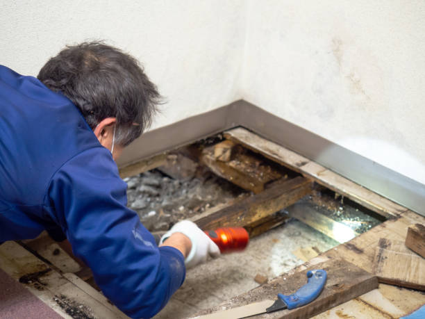 Trusted Mercer, PA Mold Removal Experts