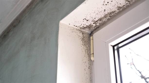 Best Mold Remediation  in Mercer, PA