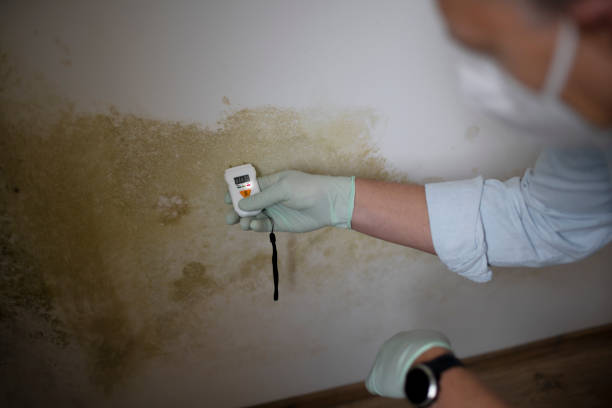 Best Black Mold Removal  in Mercer, PA