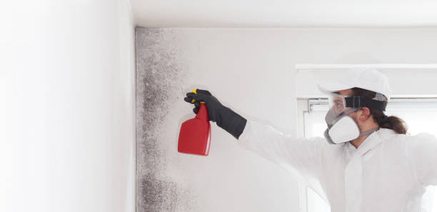 Best Toxic Mold Removal  in Mercer, PA
