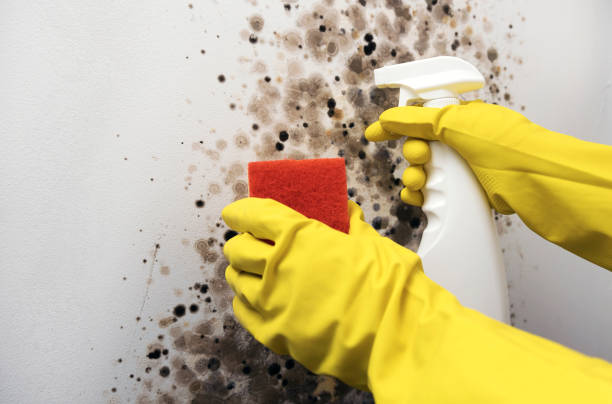 Best Mold Testing  in Mercer, PA