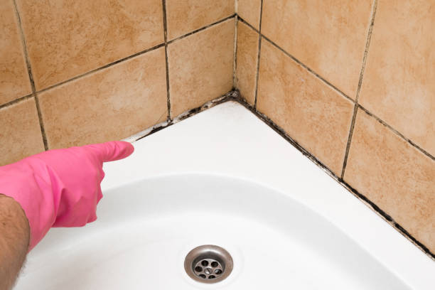 Best Mold Damage Repair  in Mercer, PA
